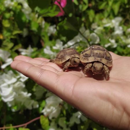Lotus Turtle Garden Eilat Apartment Luaran gambar