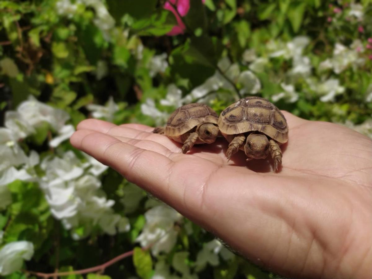 Lotus Turtle Garden Eilat Apartment Luaran gambar