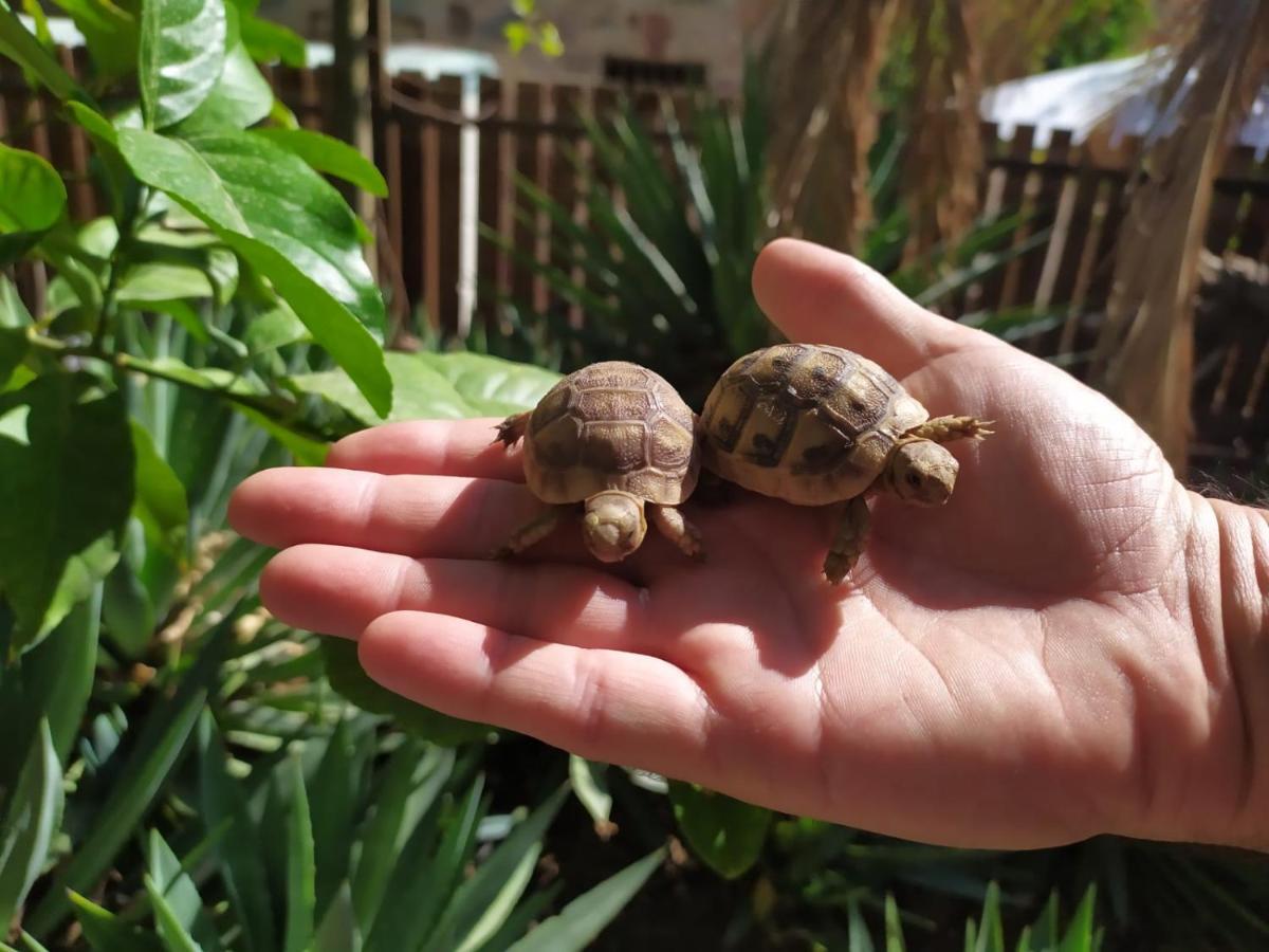 Lotus Turtle Garden Eilat Apartment Luaran gambar