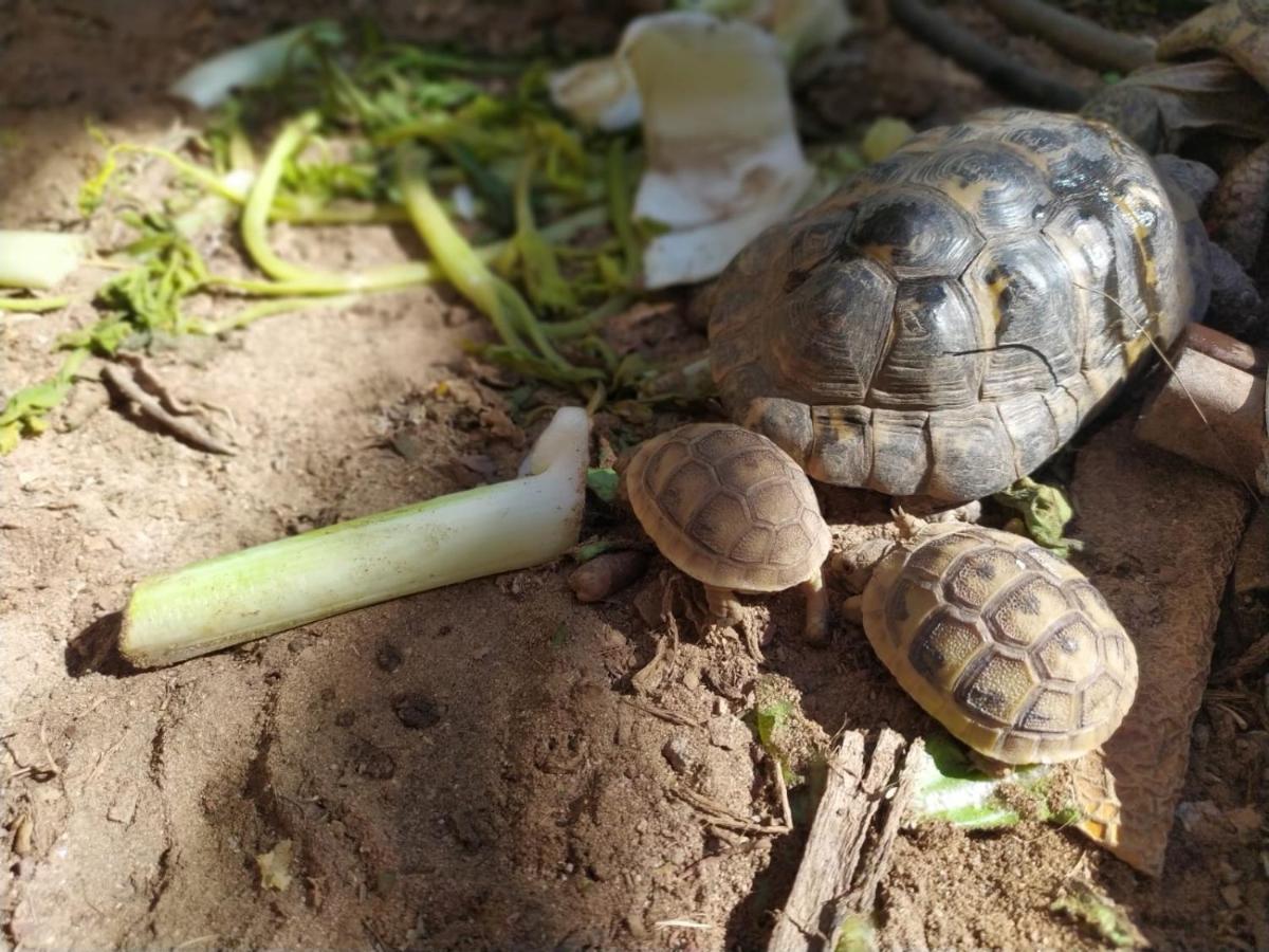 Lotus Turtle Garden Eilat Apartment Luaran gambar